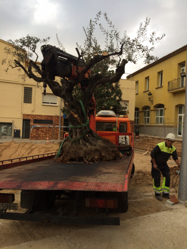 Procés d'extracció d'una de les oliveres